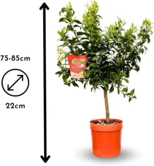 61PzAWJFpdL._AC_SL1000_