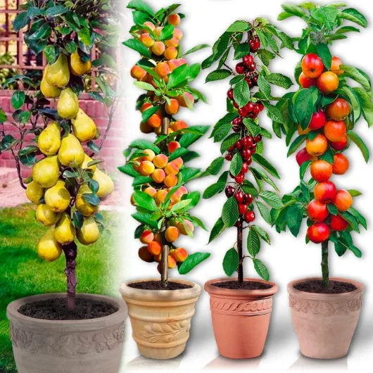 Arbres fruitiers Colonnaires - Lot de 4 arbres (cerisiers, pommiers, poiriers, abricotiers) - 80/100 cm de hauteur - Idéal pour Balcon, terrasse, Petit Jardin 4 fruitiers (4 types)