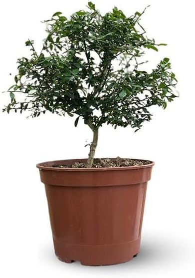 Attitude Jardin - Citron caviar rouge - microcitrus australasica - agrume méditerranéen - arbre fruitier - 50-60 cm - ⌀ 20 cm
