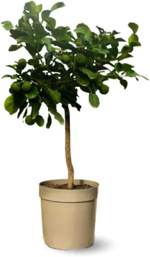 Attitude Jardin - Combava - citrus hystrix - agrume méditerranéen - arbre fruitier - 75-85 cm - ⌀ 22 cm