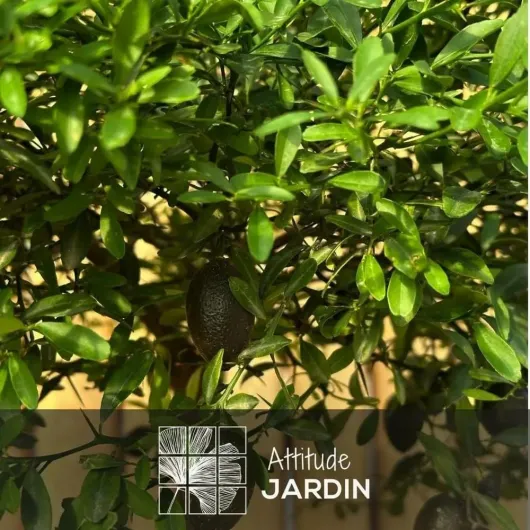 71gK 6Xgh7L._AC_SL1000_