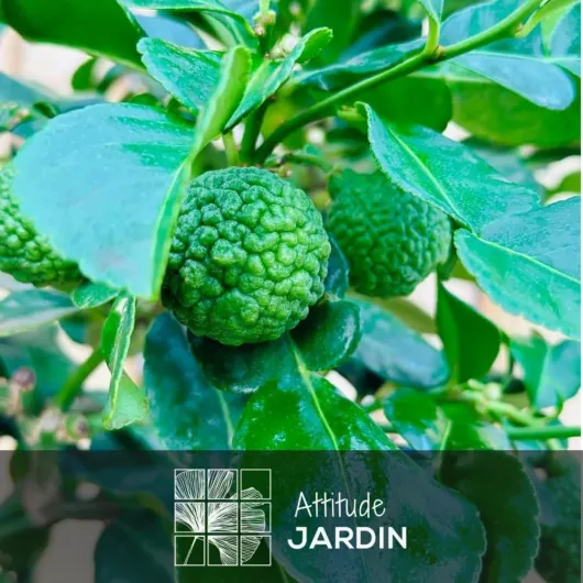 6128gUVDBxL._AC_SL1000_