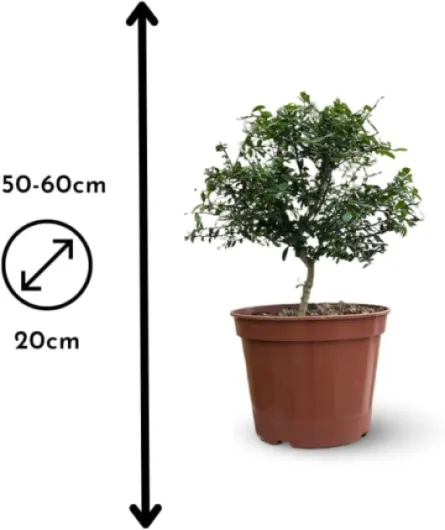 51TW3W86QYL._AC_SL1000_