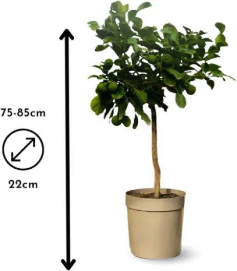 51 B13L P9L._AC_SL1000_