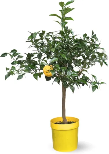Attitude Jardin - Citronnier yuzu - agrume méditerranéen - arbre fruitier - 75-85 cm - ⌀ 22 cm