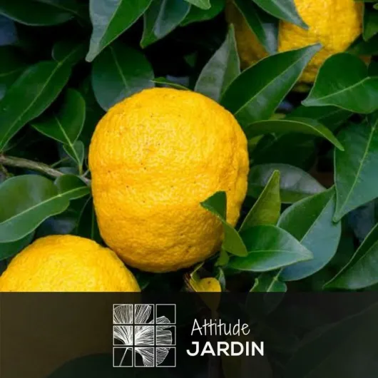 61yzlUKY9GL._AC_SL1000_