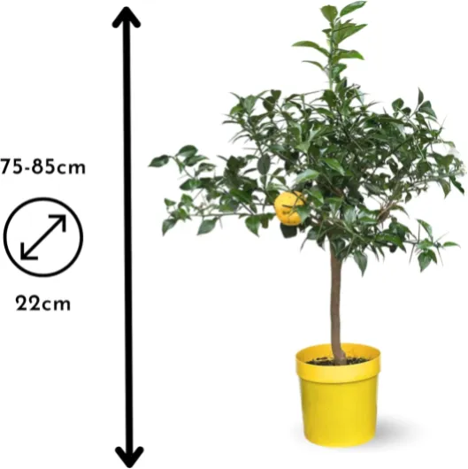 71v8wC1GzwL._AC_SL1500_