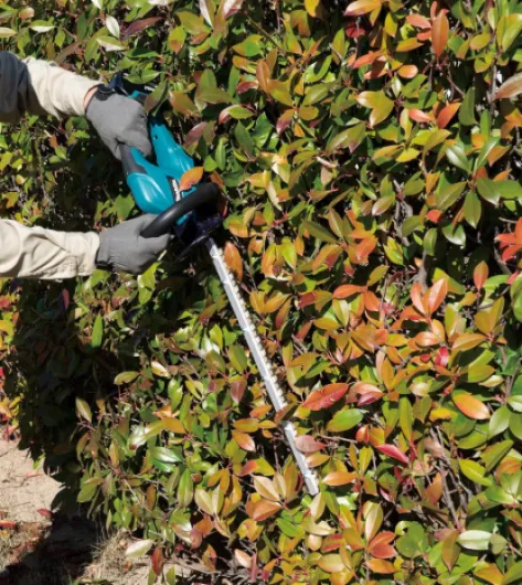 91T0AlTNi8L._AC_SL1500_