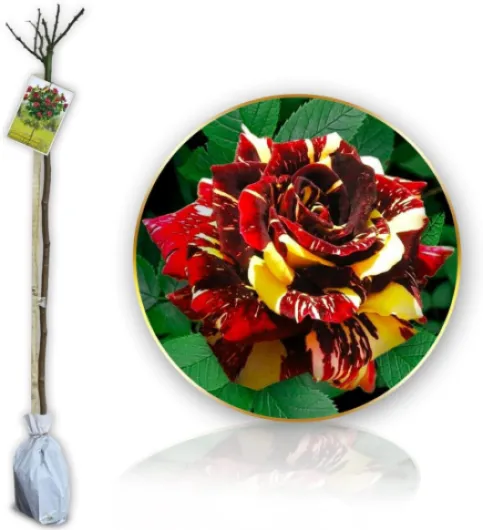 61p5ParneNL._AC_SL1200_