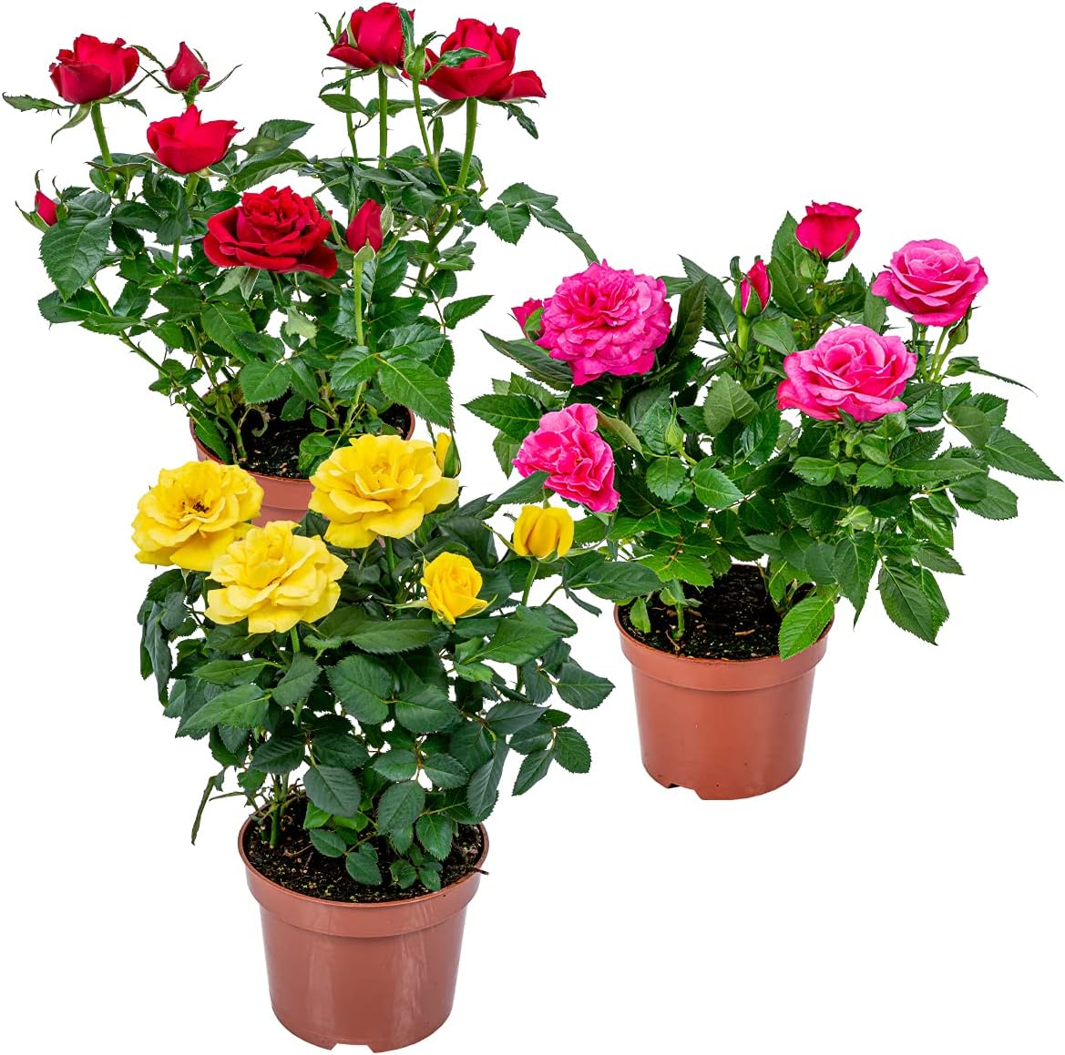 Lot de 3 - Rosiers Nains - Rouge, Jaune, Rose - Plantes d’intérieur & extérieur - Terrasse & Jardin - Rustique - 20-30 cm de Haut - Pot 12 cm 3 Mélange bling rose 30 cm