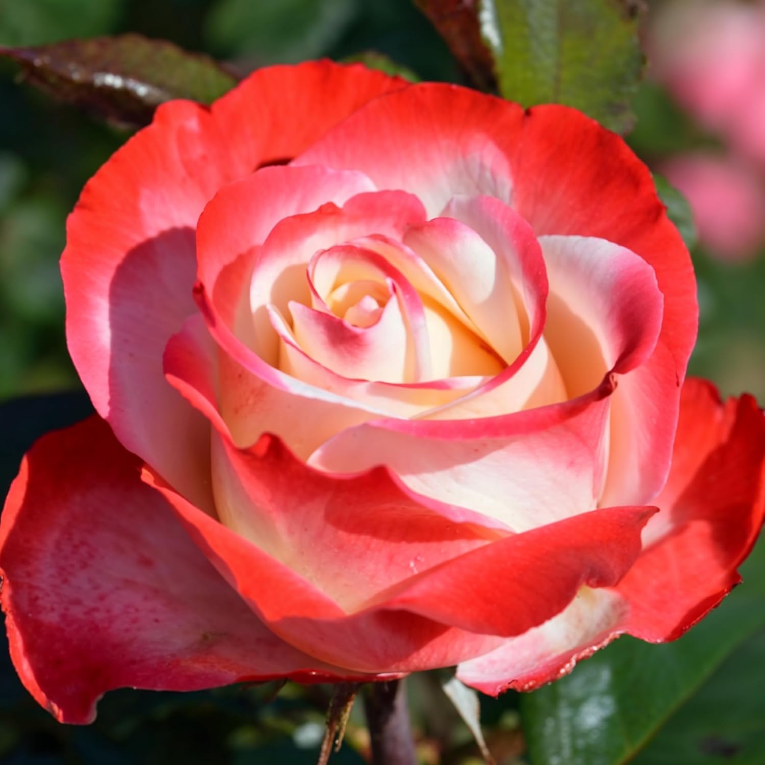 Rosier Nostalgie – Arbuste – Fleurs Bicolores Romantiques, Rosiers De Jardin Rustiques Cultivés Aux Pays-Bas – 2 Plantes – Sans Graines, Sans Bulbes Et Non Artificiels