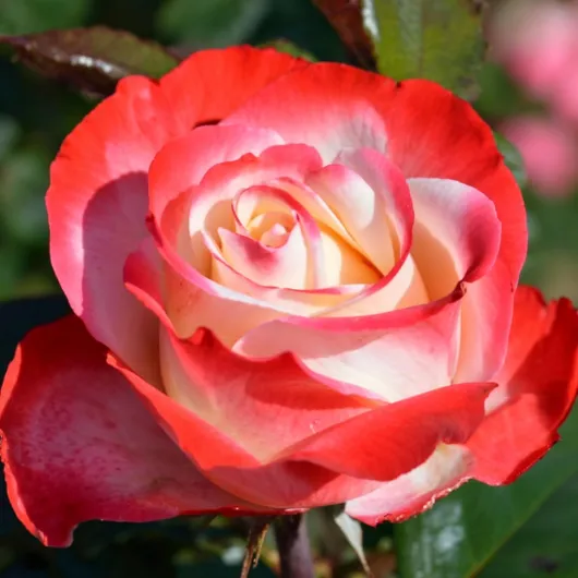 Rosier Nostalgie – Arbuste – Fleurs Bicolores Romantiques, Rosiers De Jardin Rustiques Cultivés Aux Pays-Bas – 2 Plantes – Sans Graines, Sans Bulbes Et Non Artificiels