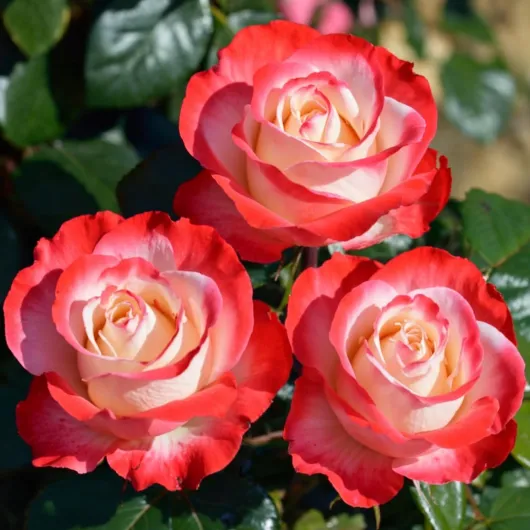 71FCnpvoEnL._AC_SL1500_