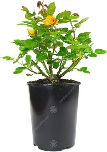 Sublime Rosier Jaune en pot - Rosiers de jardin haut de gamme avec fleurs colorées en été