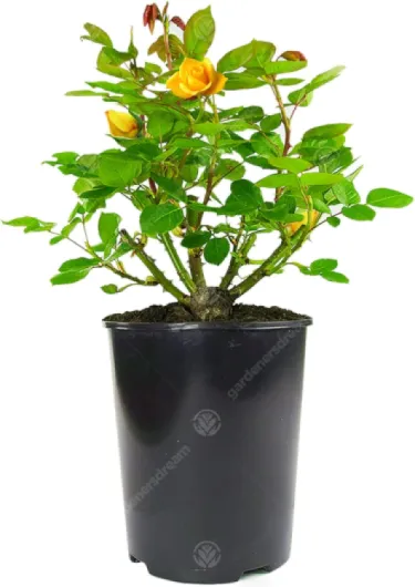 71sFQ34HH2L._AC_SL1500_