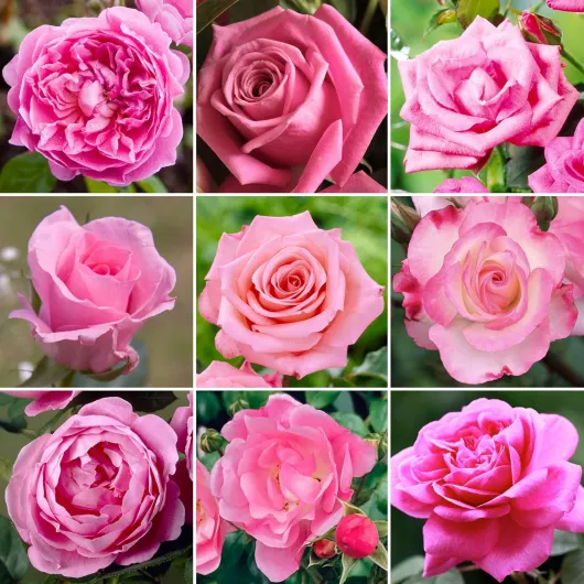 Somptueux Rosier Rose en pot - Rosiers de jardin haut de gamme avec fleurs colorées en été