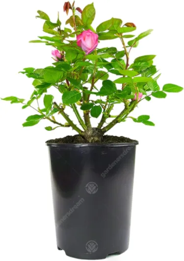 71Pn9dPWgvL._AC_SL1500_