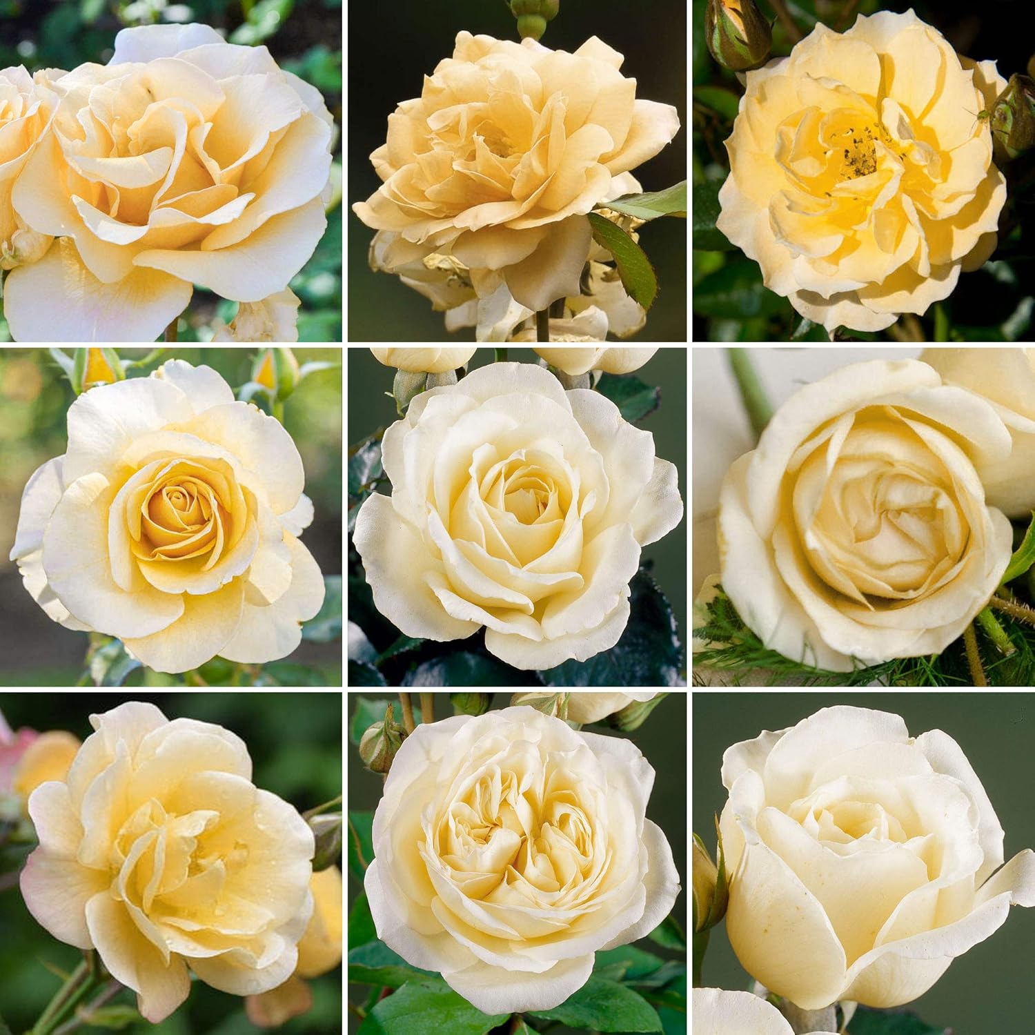 Beau Rosier Crème en pot - Rosiers de jardin haut de gamme avec fleurs colorées en été