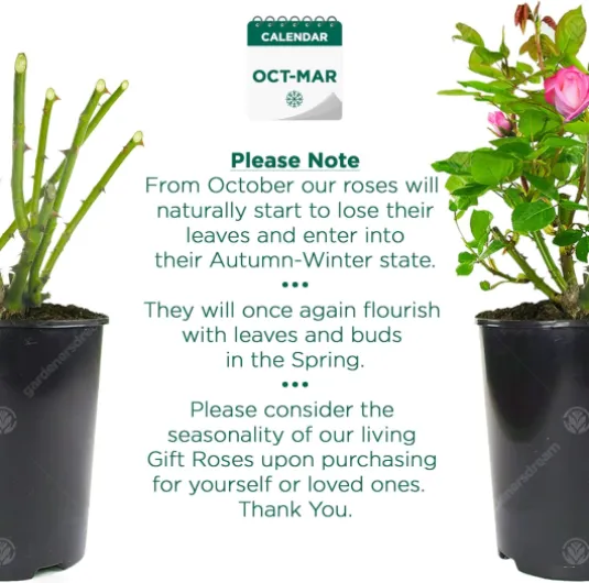 81-B2PJR8wL._AC_SL1500_