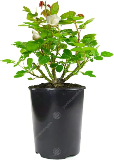 718VRDnIqOL._AC_SL1500_