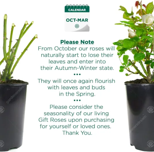 81oqiYfhk0L._AC_SL1500_