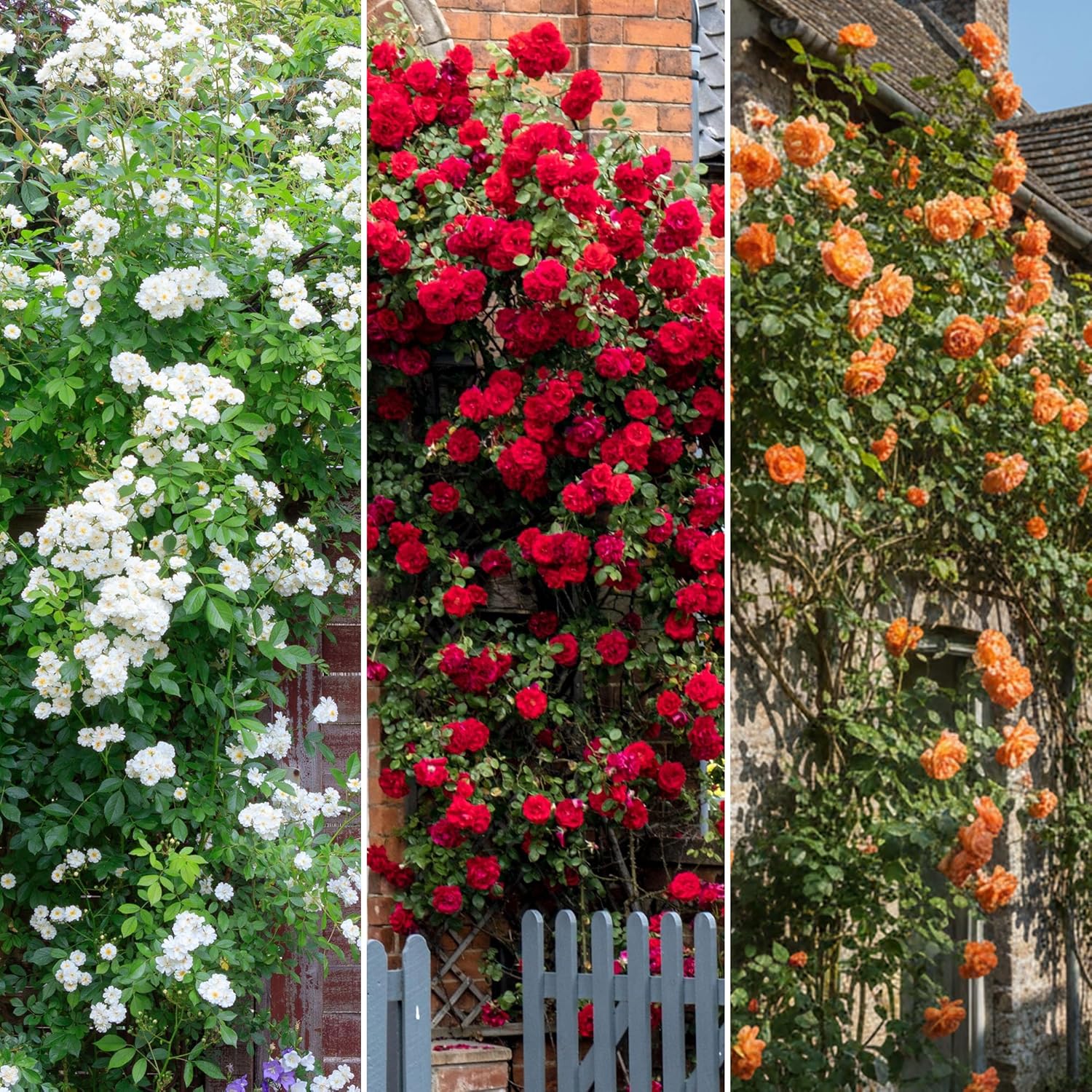 3X Rosiers Grimpants – Variétés Orange, Rouge et Blanche Arbustes Florissants - Rosiers Grimpants pour Murs, Clôtures et Jardin