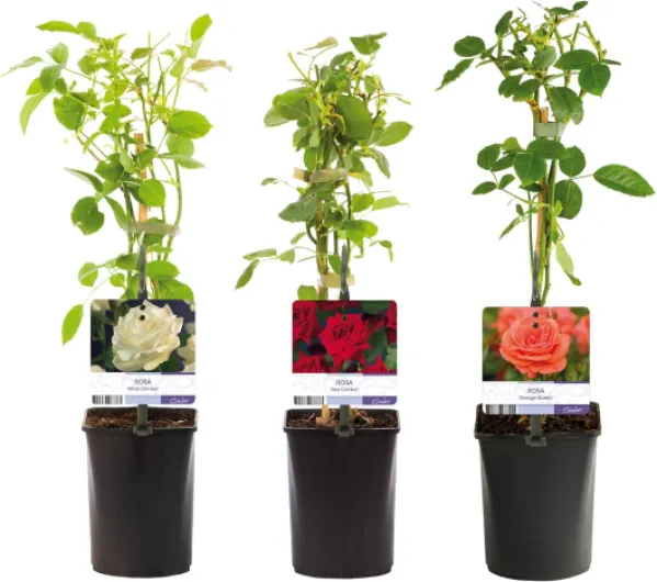 7109GTJeeUL._AC_SL1500_