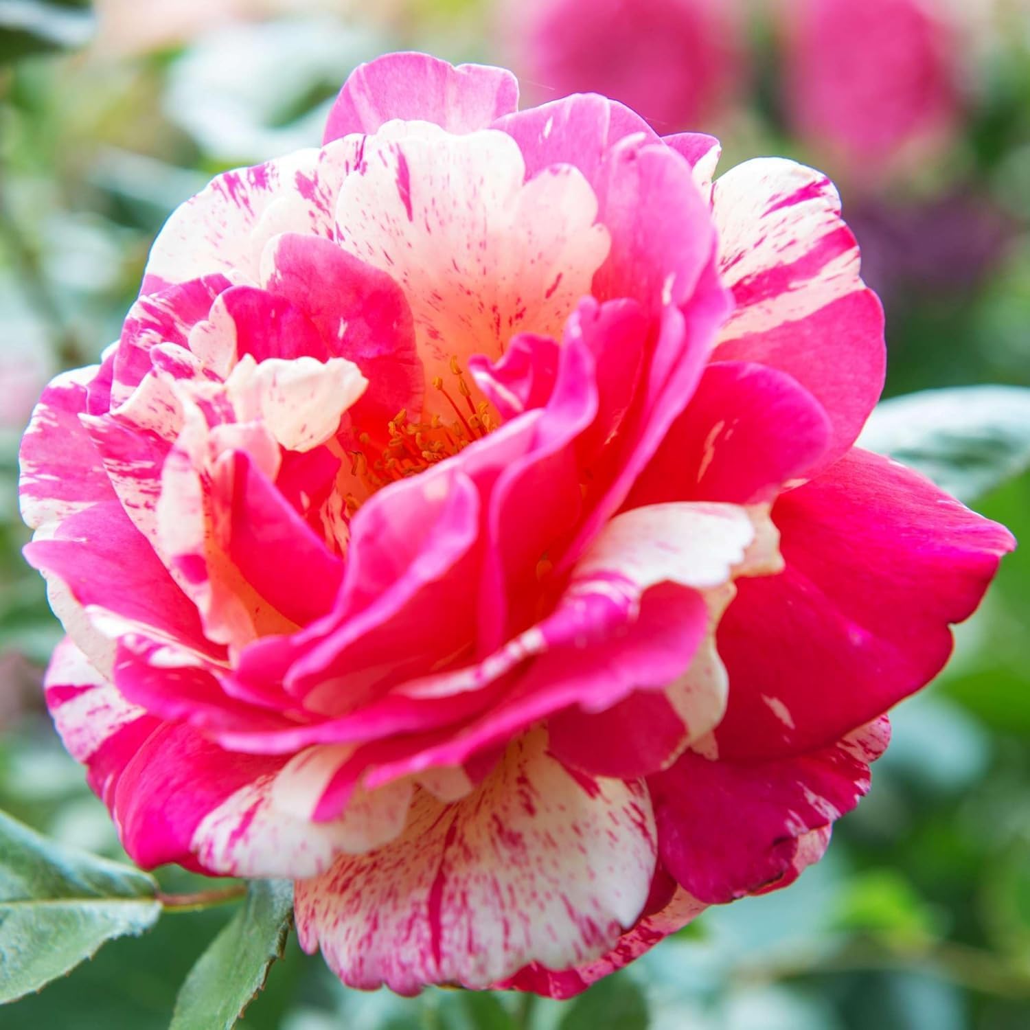 Plante des Rose Rouge (1 plante parfumée), grandes vivaces rustiques, plantes de Hollande pour le jardin et le pot (pas de graines, bulbes et non artificielles)