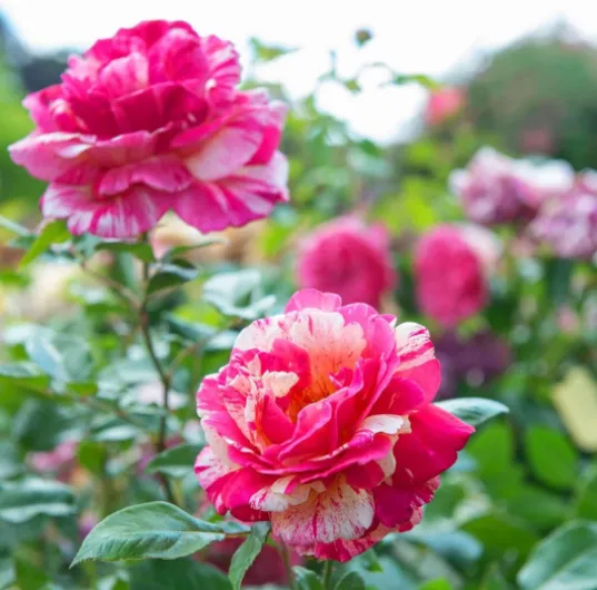 71Og0o21xvL._AC_SL1500_