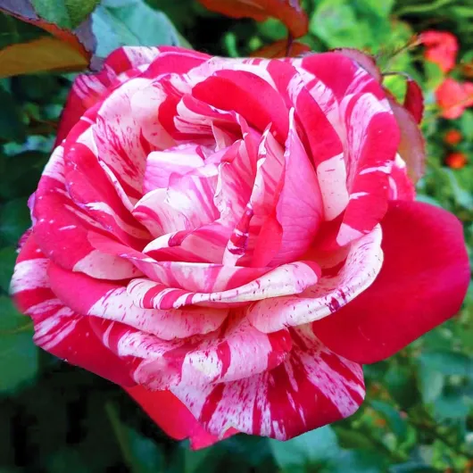 71LwtIb1yJL._AC_SL1500_