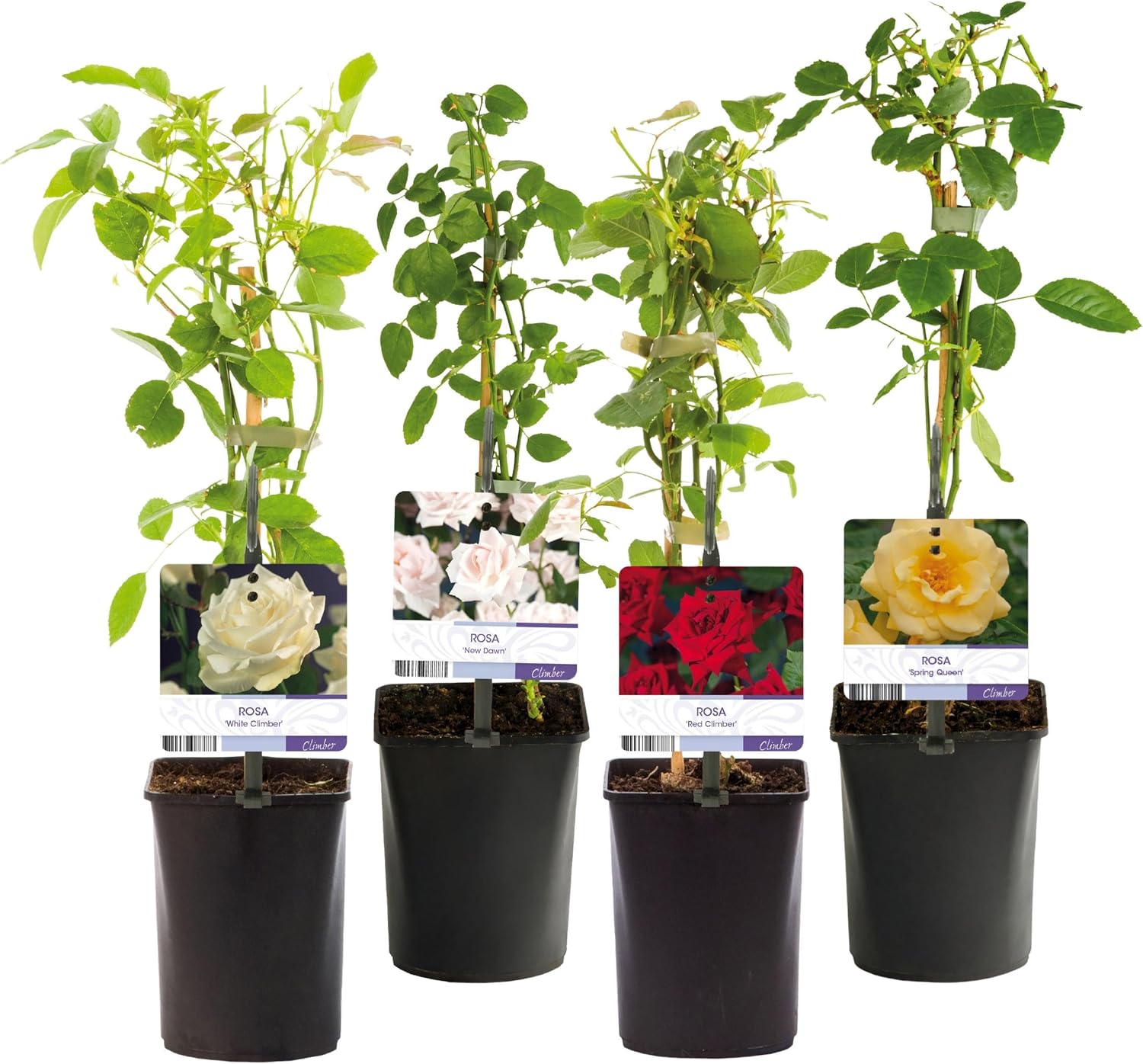 GreenboutiQ - Rosier grimpant - Rosa Rainbow - Fleurs Rose Blanc Jaune Rouge - Peu d'entretien - 4 plantes - Pot 11cm Hauteur 40cm