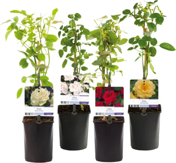 GreenboutiQ - Rosier grimpant - Rosa Rainbow - Fleurs Rose Blanc Jaune Rouge - Peu d'entretien - 4 plantes - Pot 11cm Hauteur 40cm