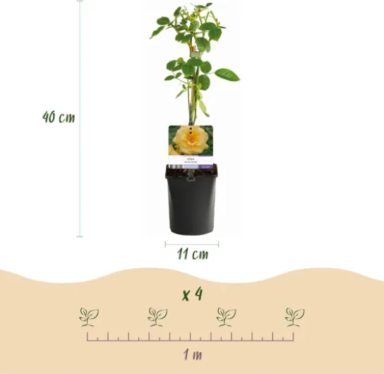 61PaqREXQ3L._AC_SL1500_