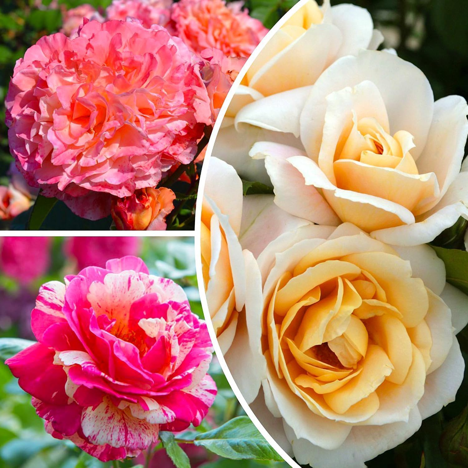 Plantes de roses Collection Parfaite (3 plantes parfumées), mélange de grandes plantes vivaces rustiques, plantes de Hollande pour jardin et pot (sans graines, bulbes et non artificielles)