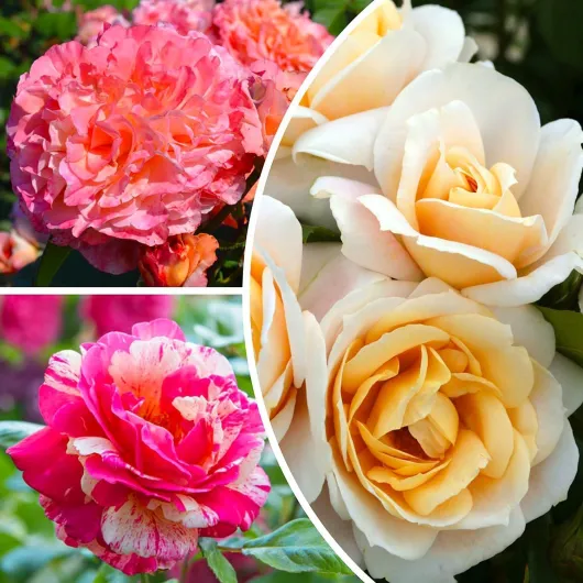 Plantes de roses Collection Parfaite (3 plantes parfumées), mélange de grandes plantes vivaces rustiques, plantes de Hollande pour jardin et pot (sans graines, bulbes et non artificielles)