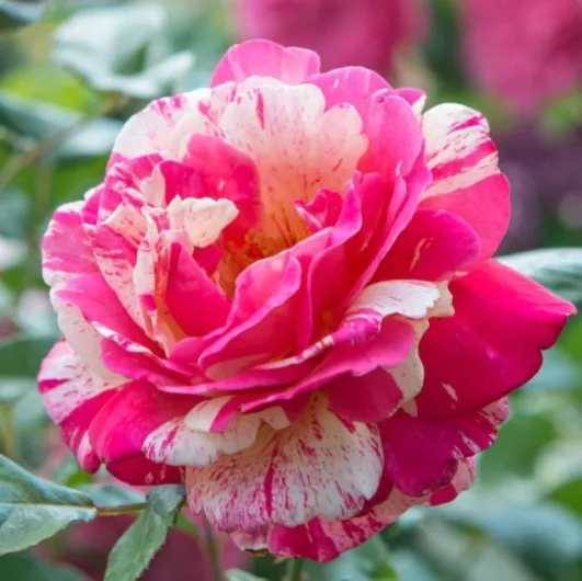 61qw-q7vLXL._AC_SL1017_