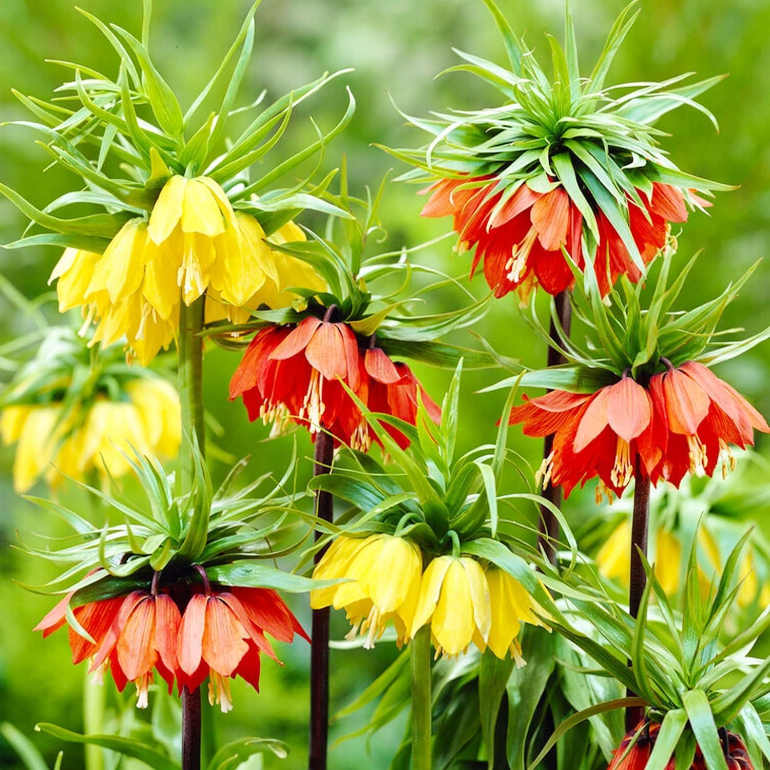 Bulbes de Fritillaires Imperialis Mélange - Couronnes - 6 Bulbes de Fleurs à Planter Exterieur - Plantes Vivaces Exterieur - Rustique - Naturelle Plantes de Hollande (pas de graines, non artificielle) 5 Multicolore - Mix