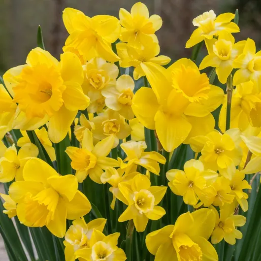 71K5WaLgdrL._AC_SL1200_