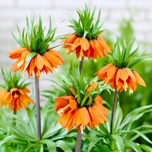 Bulbes de Fritillaires Imperialis Orange - Couronnes - 5 Bulbes de Fleurs à Planter Exterieur - Plantes Vivaces Exterieur - Rustique - Naturelle Plantes de Hollande (pas de graines, non artificielle) 5 Orange