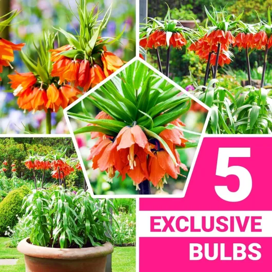 811m1fM3BUL._AC_SL1500_