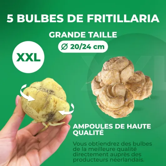 718 5iZxSqL._AC_SL1500_