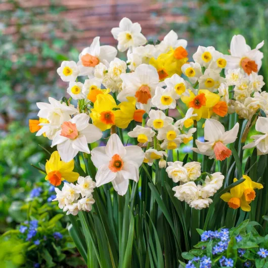 Bulbes de Jonquilles Budget Collection - Narcisses Bulbes - 25 Bulbes de Fleurs à Planter Exterieur - Plantes Vivaces Exterieur - Naturelle Plantes de Hollande (pas de graines, non artificielle)