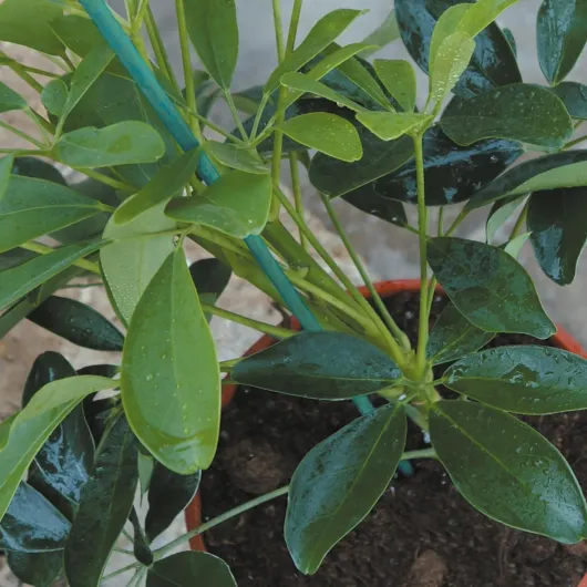 81kWVc-TX4L._AC_SL1500_