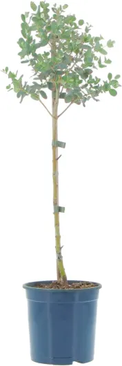 Eucalyptus Gunnii - Eucalyptus - Vraies Plantes d'Extérieur Résistantes - Plante de Jardin Anti-moustique - H 40-50 Pot Ø 15 cm Eucalyptus Gunnii Pot de Culture