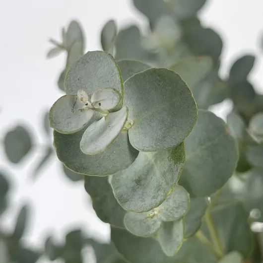 81Xhs-lZxfL._AC_SL1500_