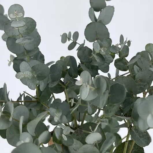 815g4QU3QhL._AC_SL1500_