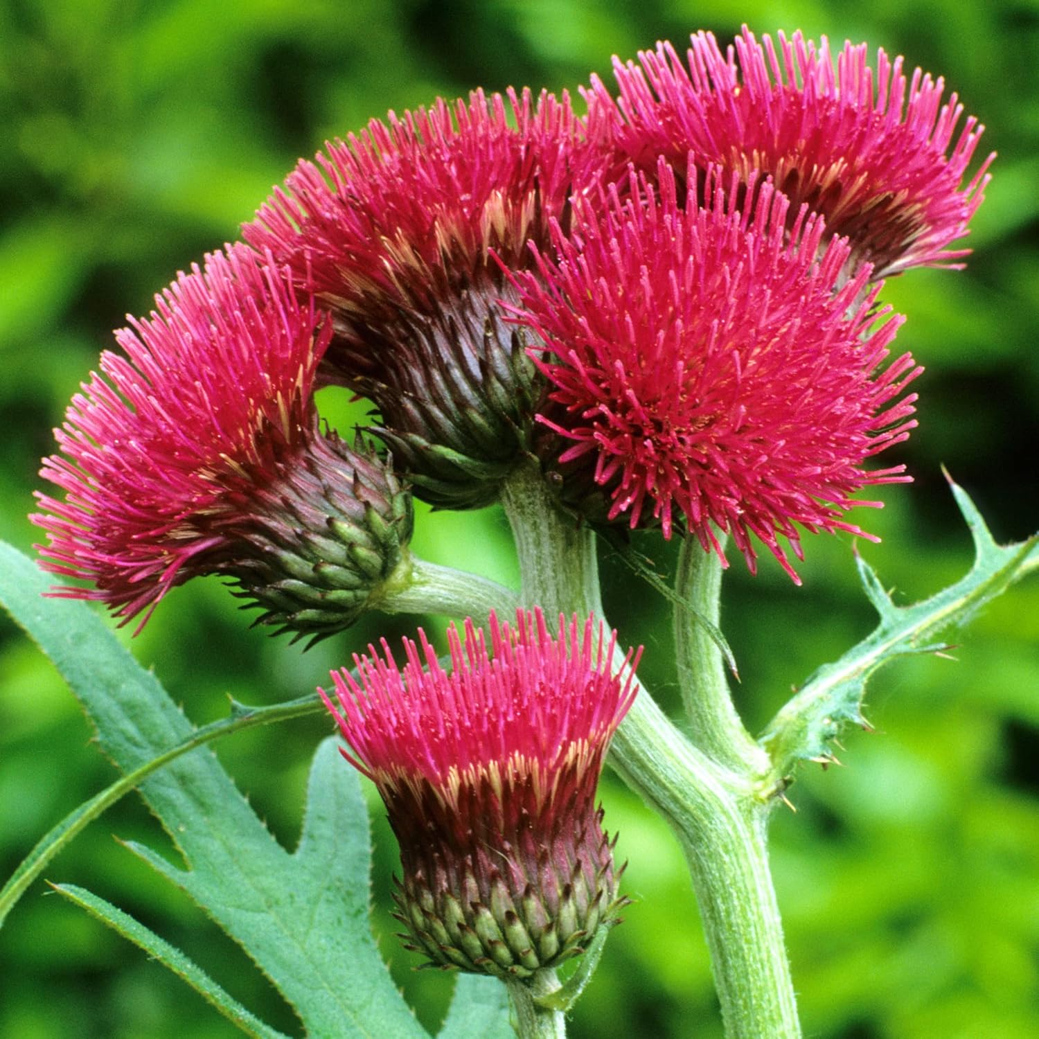 Cirsium Atropurpureum - Chardon Plume - Plantes Vivaces d'Extérieur Prêtes pour le Jardin 15-25cm (Pot Inclus)