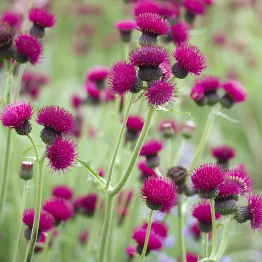 817kRbsCBVL._AC_SL1500_