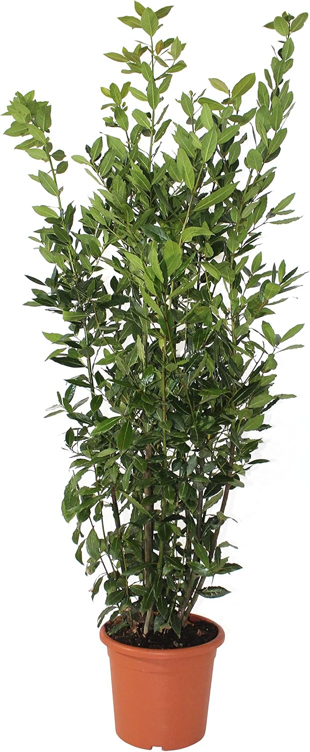 Laurus Nobilis Plante de Laurier - Vraies Plantes d'Extérieur - H 125-150 cm Pot de Ø 24 cm Laurus Nobilis Plante de Laurier Pot de Culture