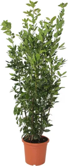 Laurus Nobilis Plante de Laurier - Vraies Plantes d'Extérieur - H 125-150 cm Pot de Ø 24 cm Laurus Nobilis Plante de Laurier Pot de Culture